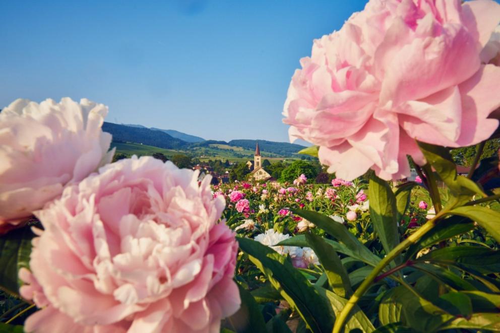 GRÄFLICH ZEPPELINSCHES GARTENFEST am 13. und 14. Mai 2023 garten.ch